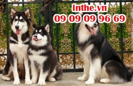 Chó Alaska thuần chủng